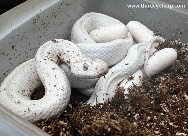 Texas Rat Snake
